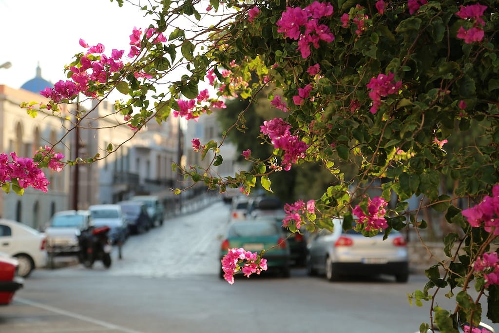 Flowers hang over an alley in the Cyclades.