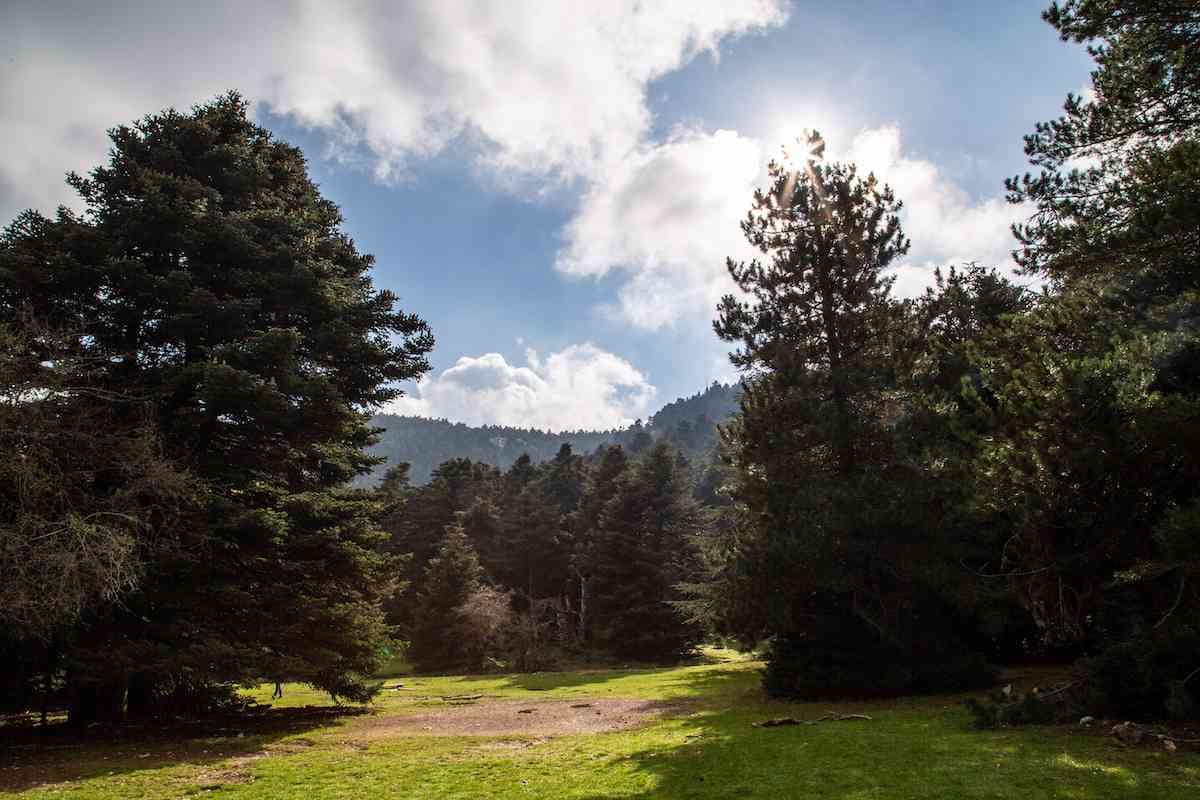 Mola field on Mount Parnitha