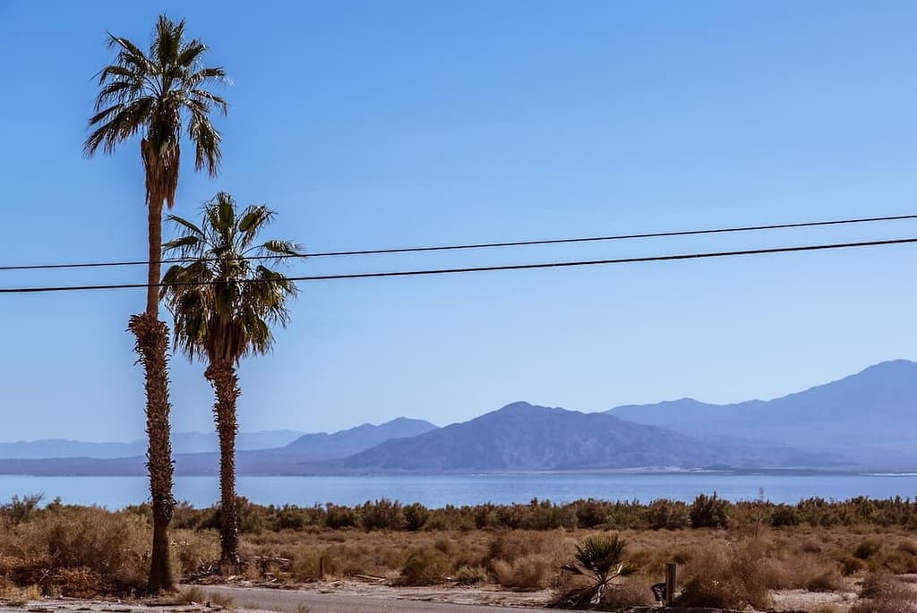 Salton Sea palm trees and water