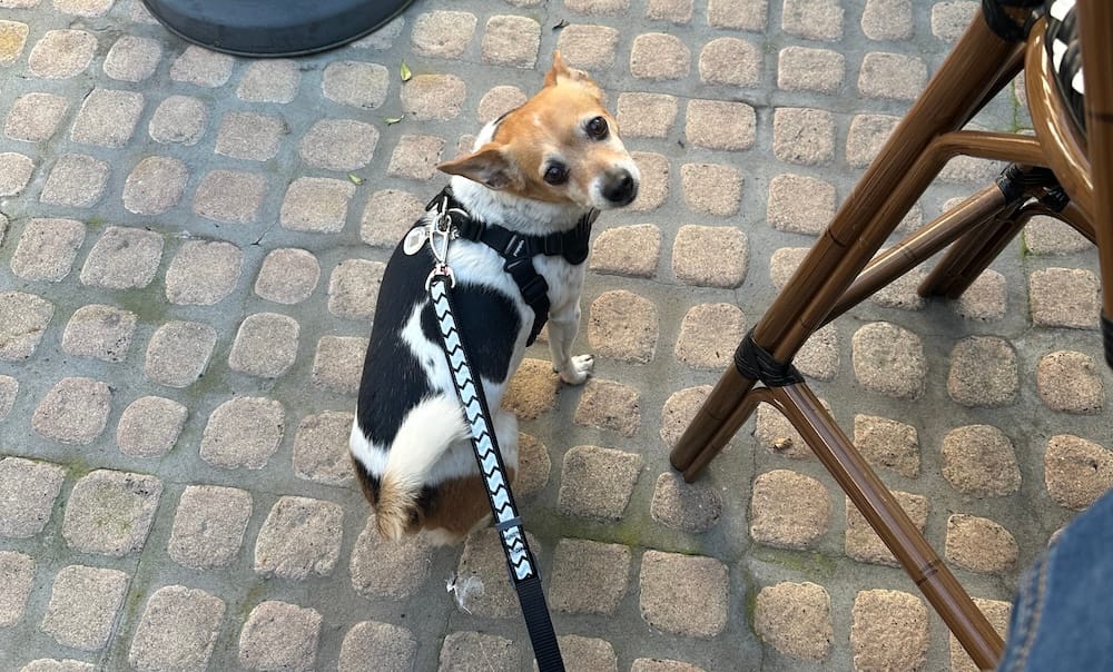 Zoe at the pet-friendly San Luis Obispo hotel, Petit Soleil