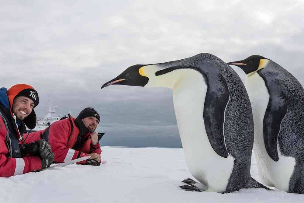 Emperor Penguins