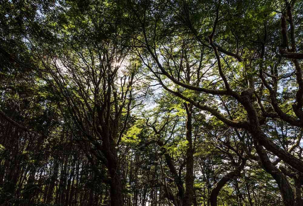 Hike through Tierra del Fuego