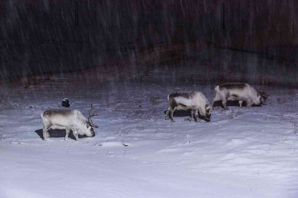 Svalbard reindeer