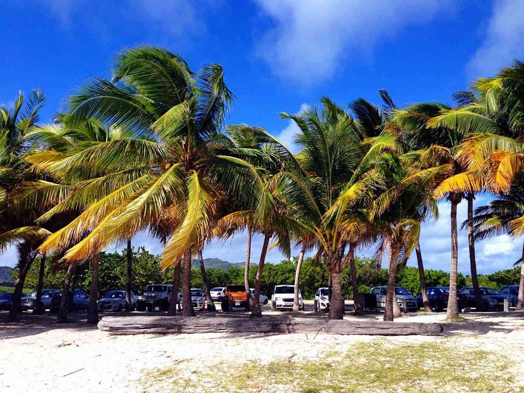 Palm trees swaying at Le Galion Beach, one of the best St. Maarten beaches.