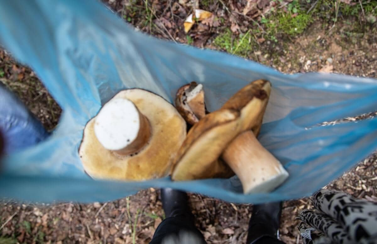 Mushrooms found in the forests around Meteora.