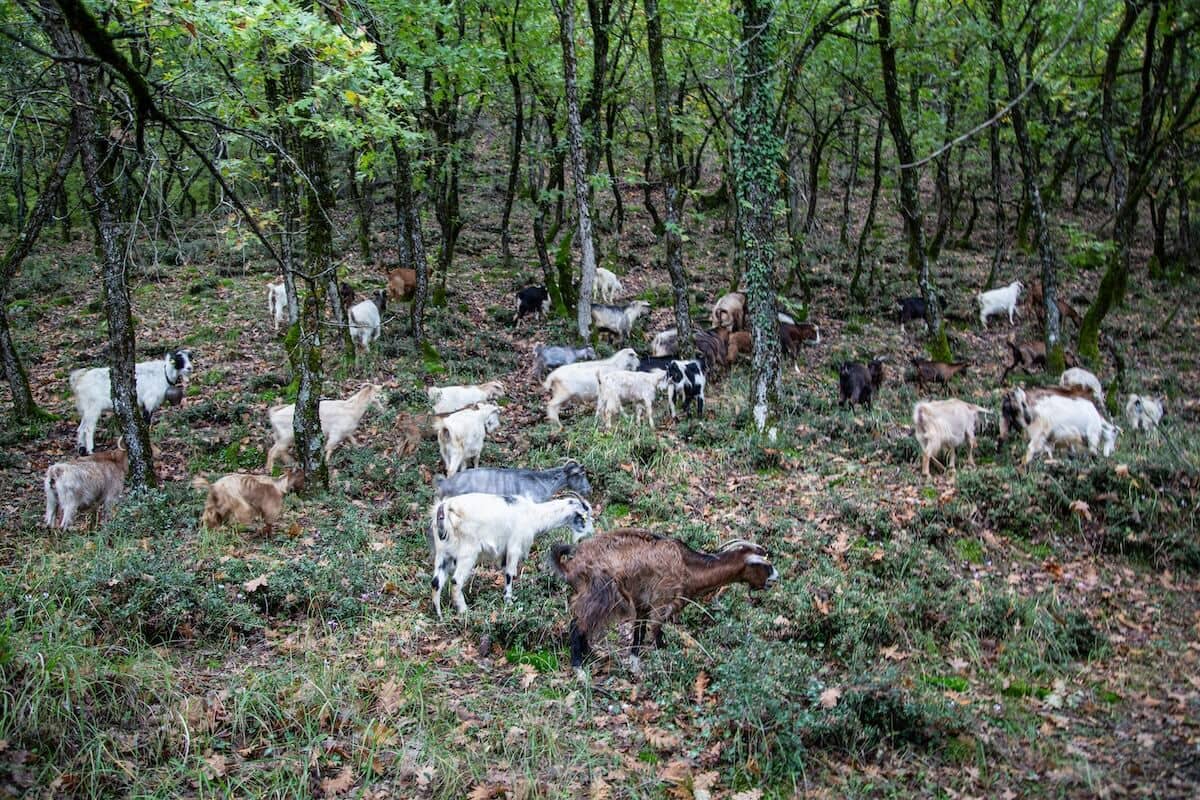 Goats in the forest around the monasteries.