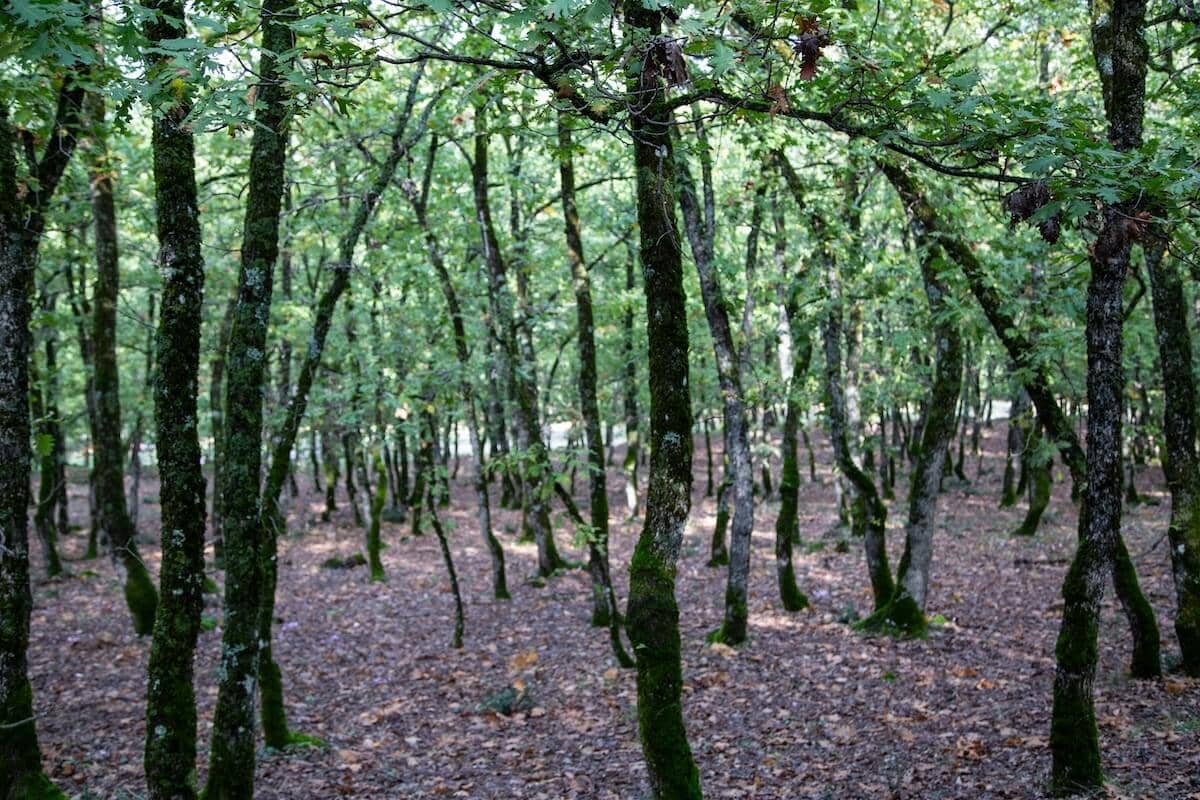 Hiking through the trees in the forest.