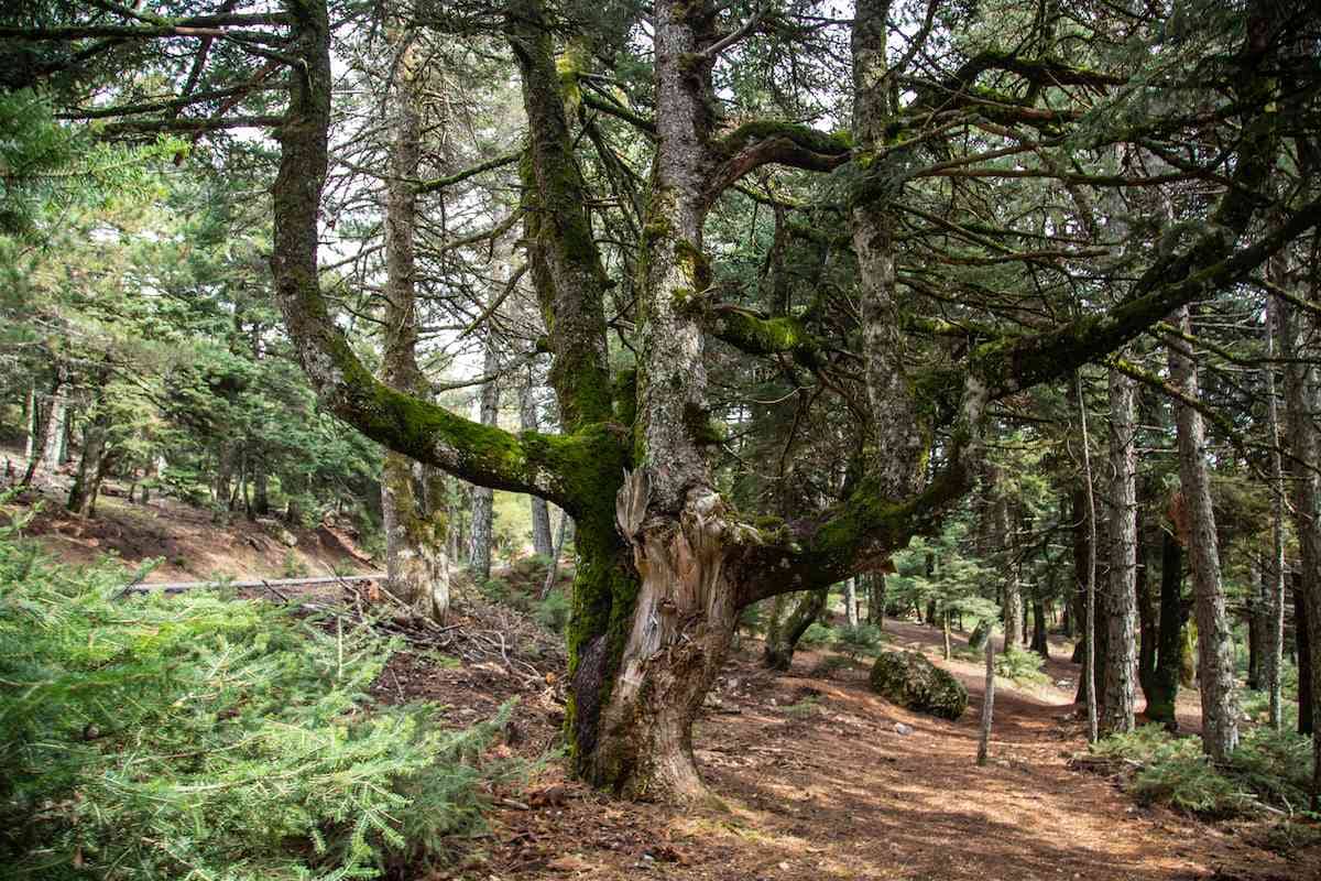 A giant tree in the forest