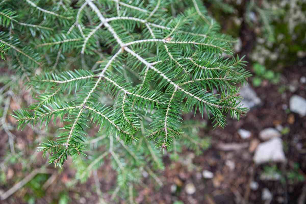 Tree growth Parnitha