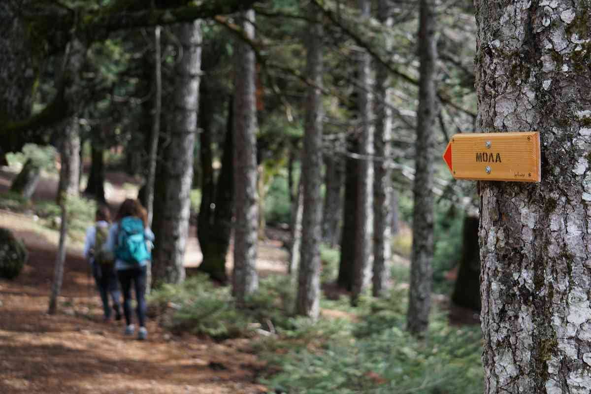 Hikers in the forest