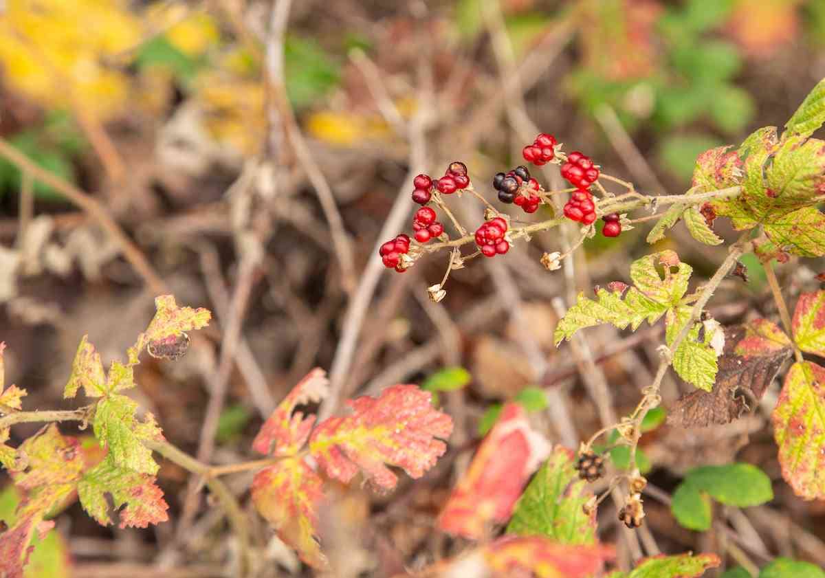 red berries in the forest