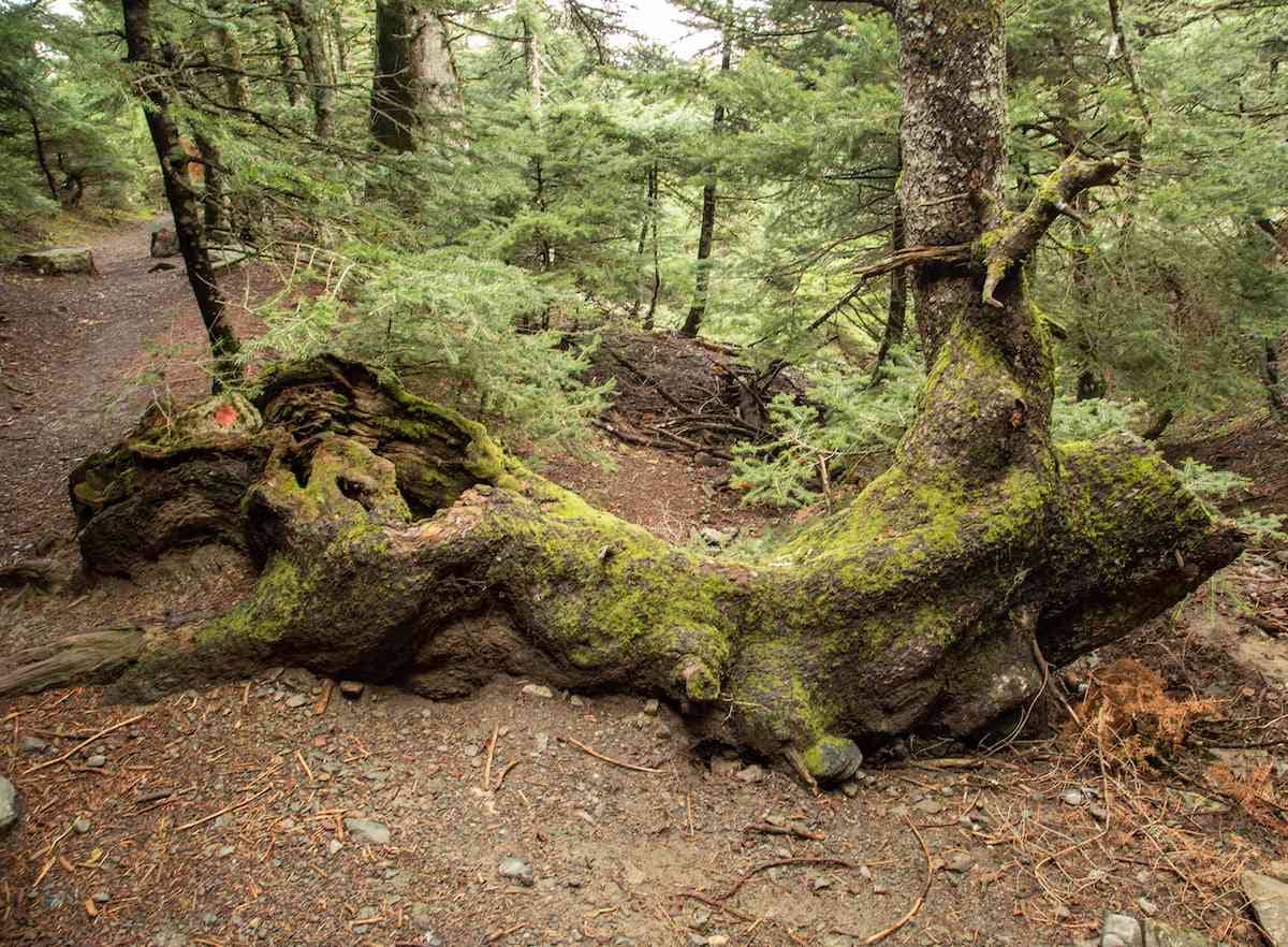 Fallen tree Parnitha