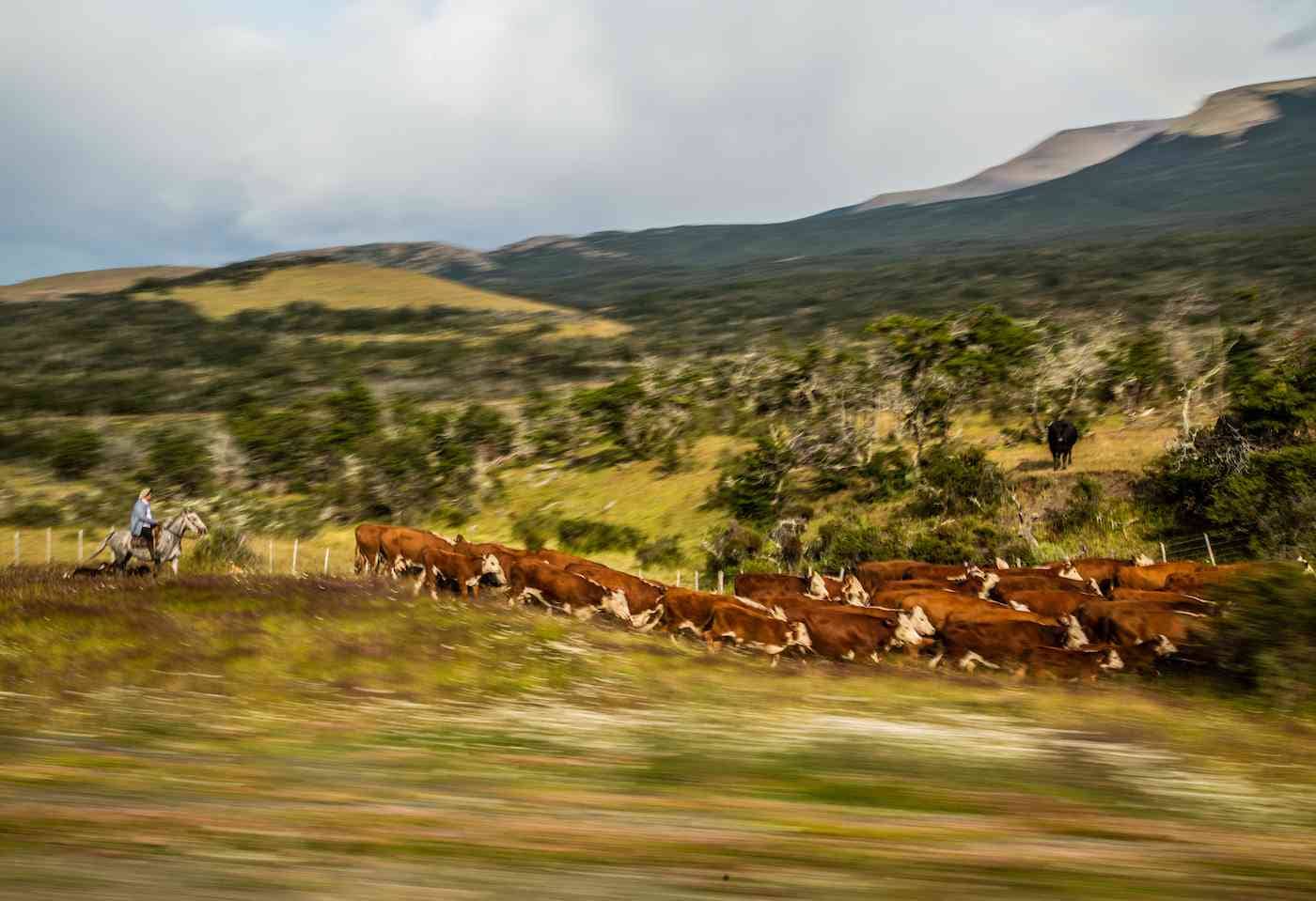 Cow herd and gaucho