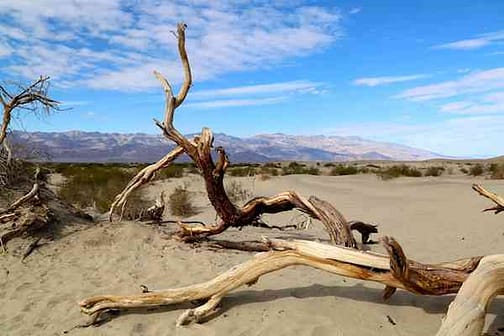 Death Valley Dead Trees - Mesquite Sand Dunes