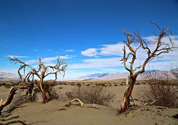 Death Valley Trees