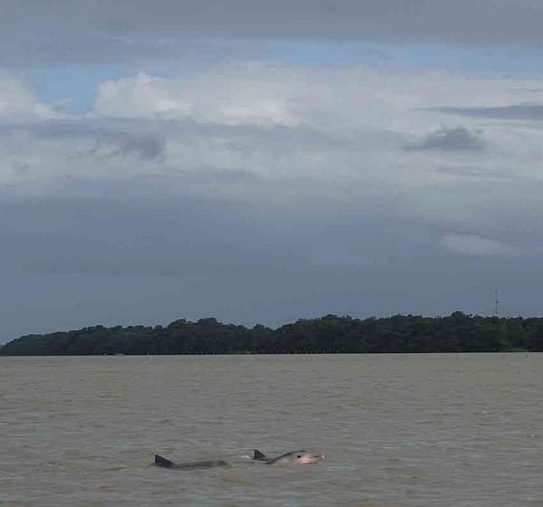 Pink dolphins Suriname