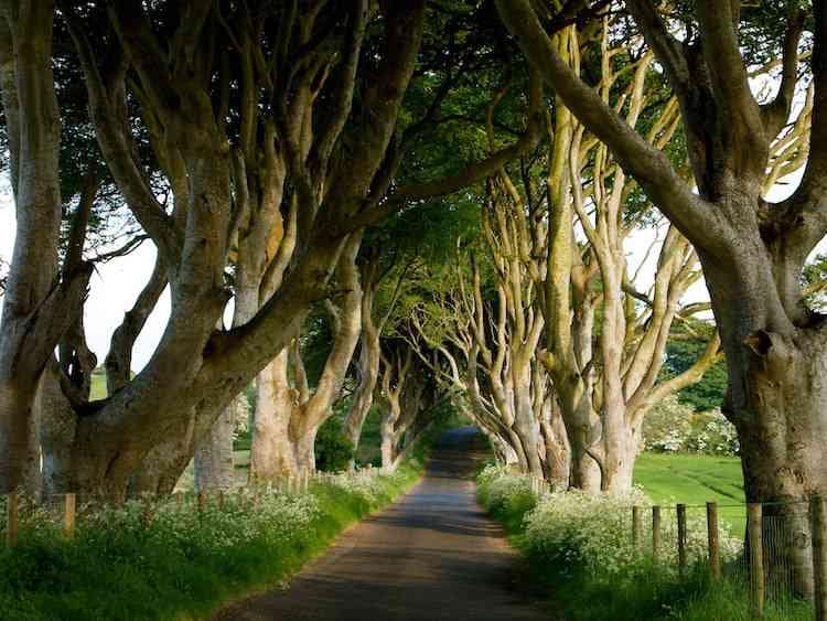 Dark Hedges