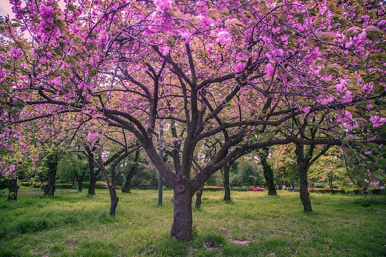 Cherry blossoms copy