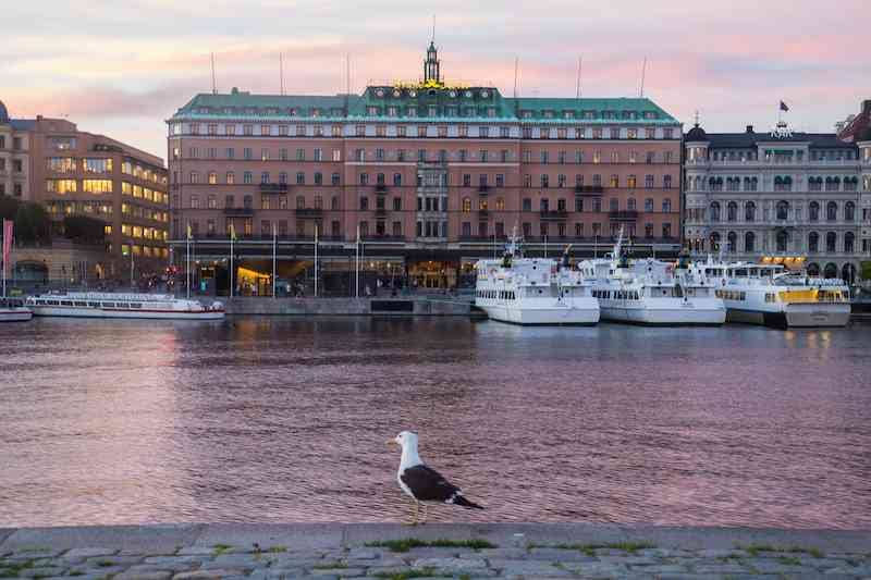 stockholm-pigeon