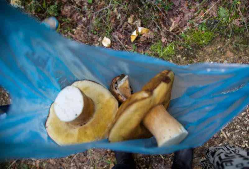 Porcini Mushrooms