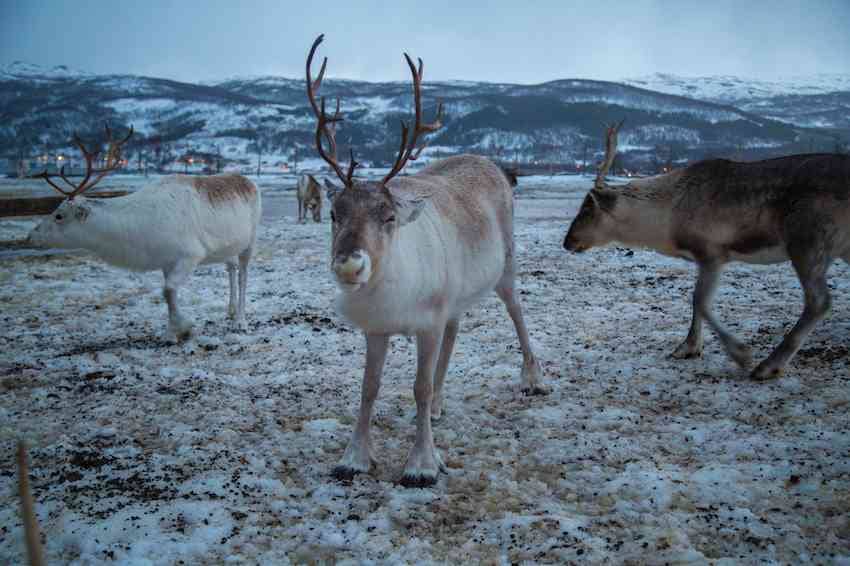 Things to do in Tromso - Sami Reindeer Farm-2