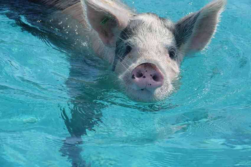 Swimming pigs in the Bahamas