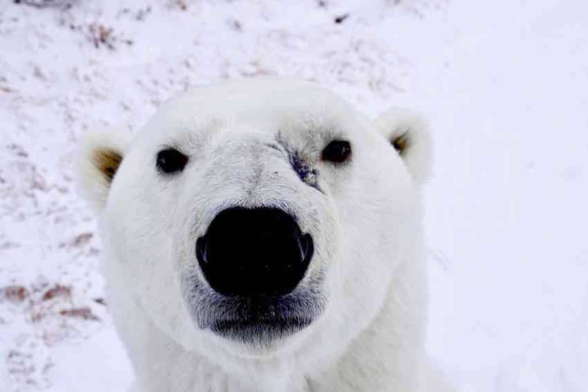 A polar bear in Churchill, Canada.