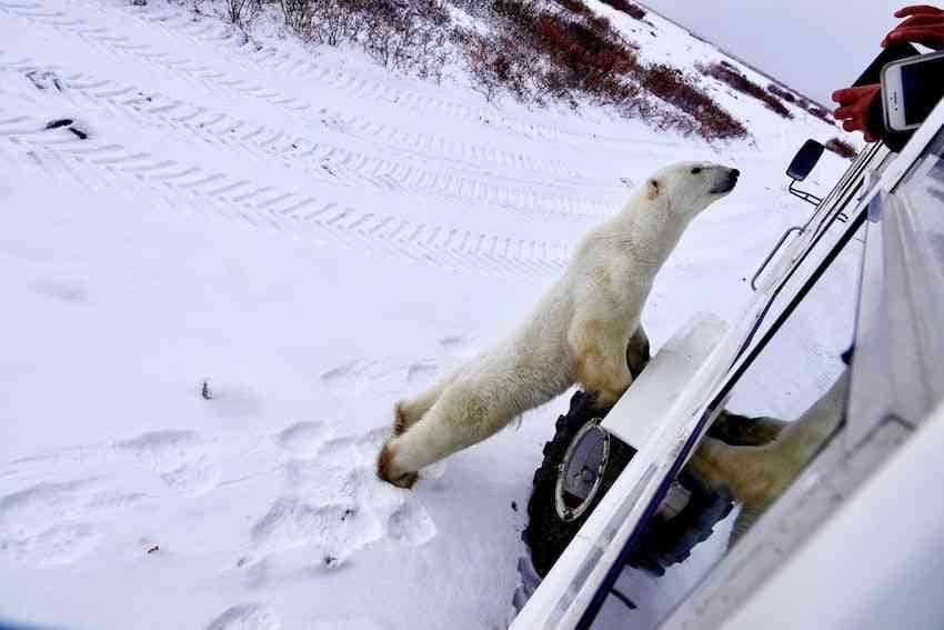 Polar Bear Churchill