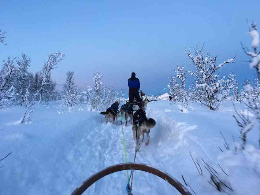 Dog Sledding Tromso