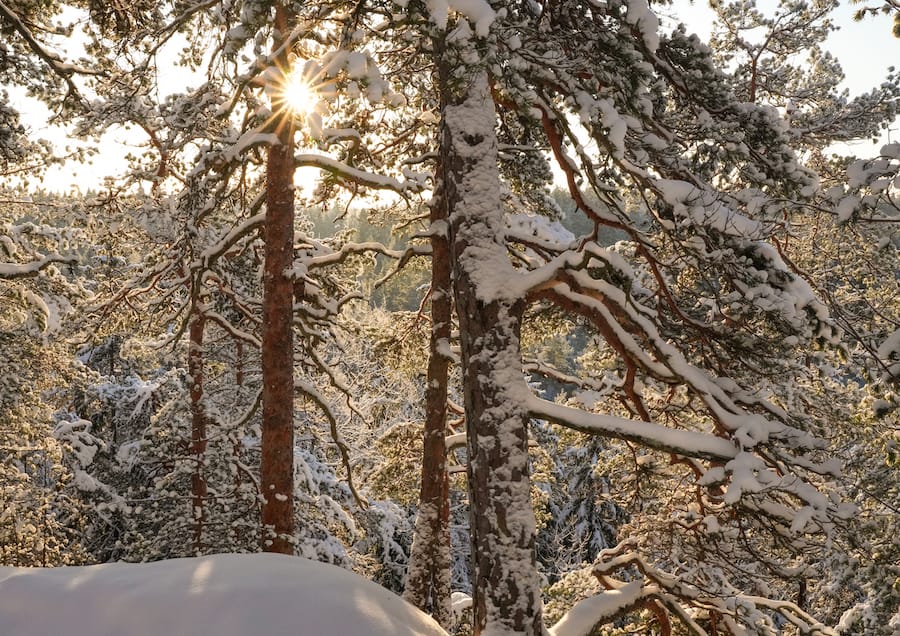 The forest of Nuuksio National Park