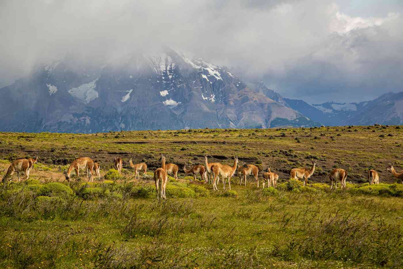 Guanacos Patagonia