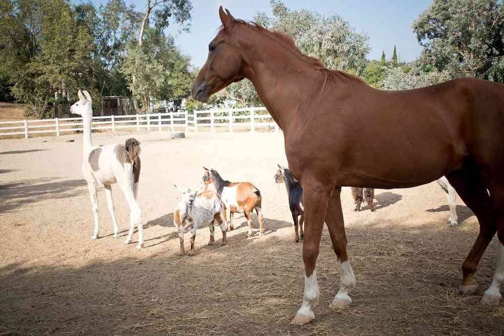 Horses on Ranch